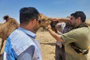 ویزیت و درمان رایگان جمعیت شترها در اردوی جهادی شهرستان دیر